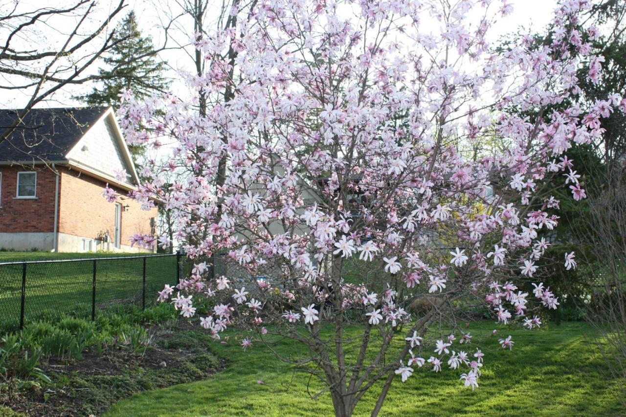 Carrousel Bed & Breakfast Cayuga Exteriér fotografie